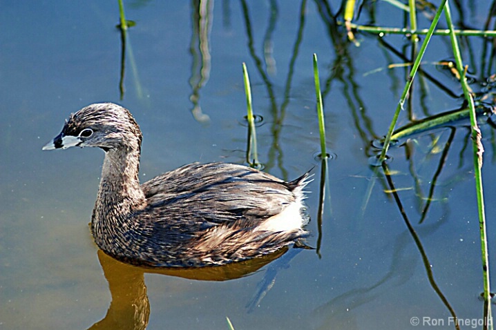 Pied-billed Grebe - ID: 4512296 © Ronald Finegold