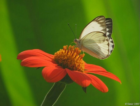 Borboleta