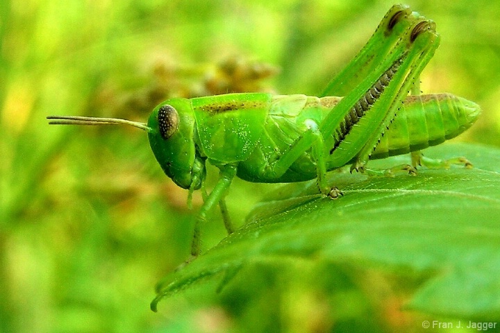 Greeny the Grasshopper