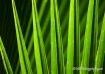 Friend or Frond?