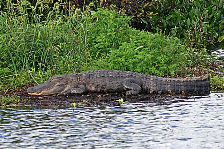 Alligator - ID: 4518236 © Ronald Finegold