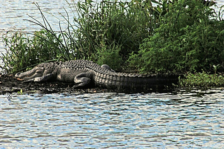 Alligator - ID: 4518238 © Ronald Finegold