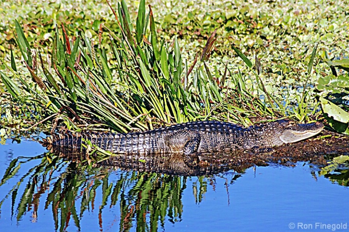 Alligator - ID: 4518242 © Ronald Finegold