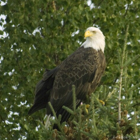 Adult Eagle