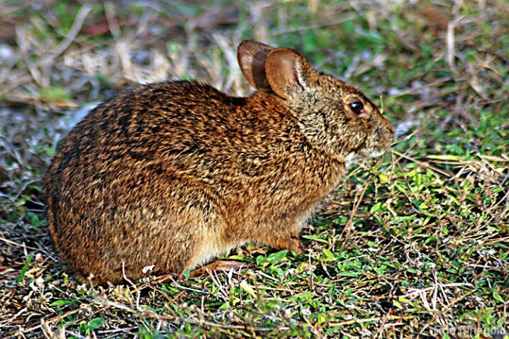 Marsh Rabbit - ID: 4518352 © Ronald Finegold