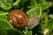 Backyard Snail