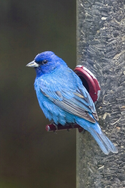 Indigo Bunting