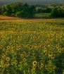 Sunny Side Up