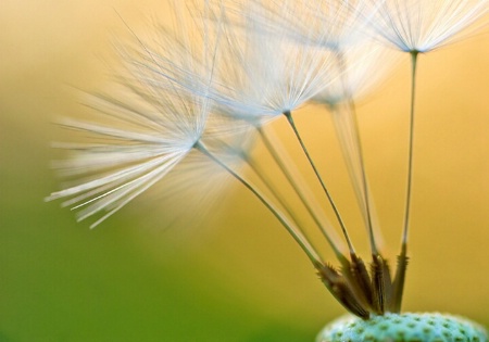 Dandelion