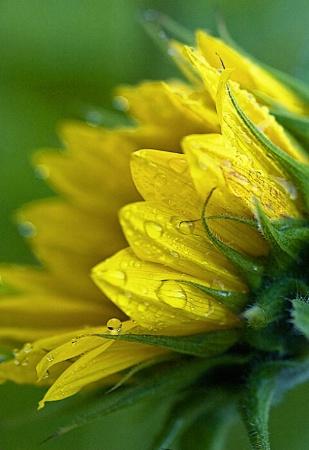 Sunflower on a Non-Sunny Morning