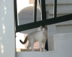 Kitten in Kampos