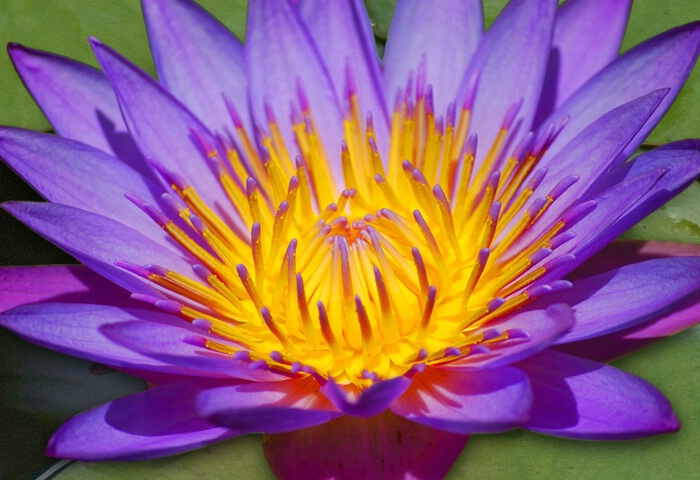 Cape Blue Water Lilly