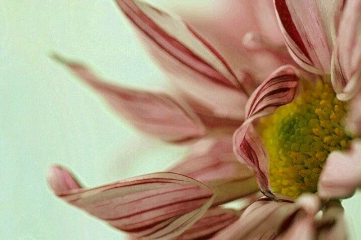 Peppermint Petals - ID: 4524733 © Agnes Fegan