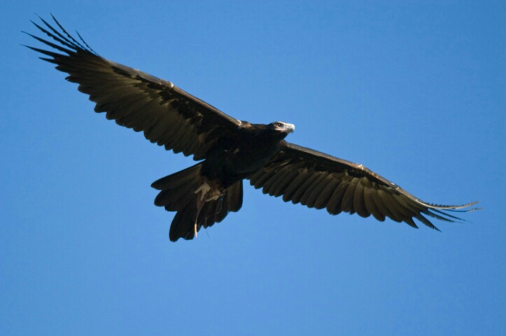 Wedge Tailed Eagle (Aquila audax)