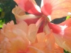 Painted Peachy