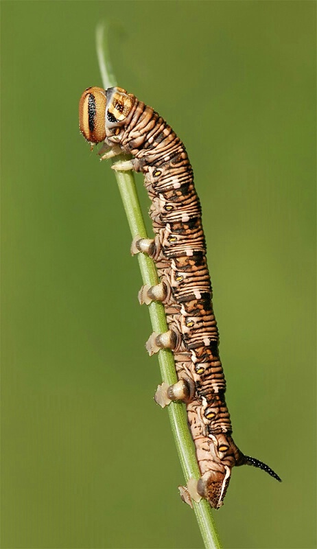 pine hawk moth caterpillar
