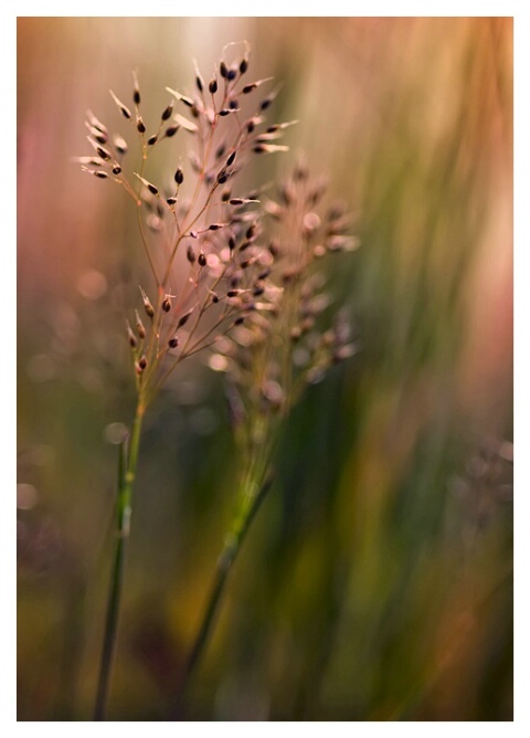 evening grasses