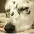 © Jon M. Lamrouex PhotoID # 4531903: Relaxed