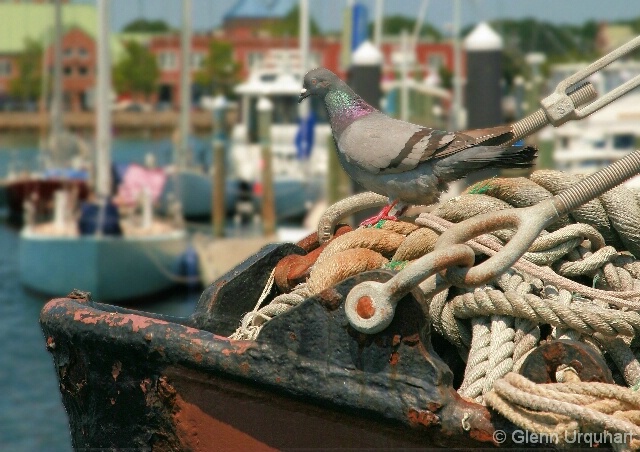 Pigeon on the Bow