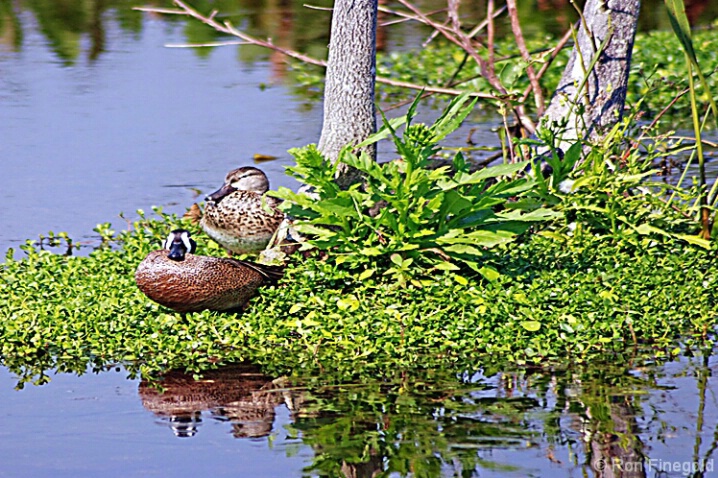 Teals  Male and Female - ID: 4533040 © Ronald Finegold