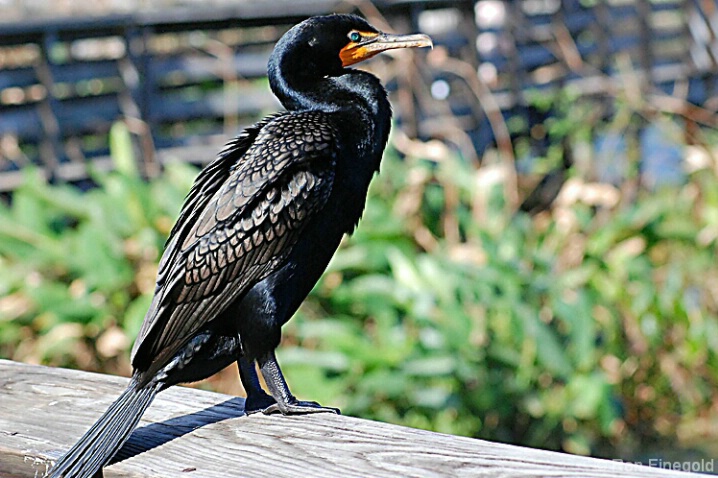 Double Crested Cormorant - ID: 4533041 © Ronald Finegold
