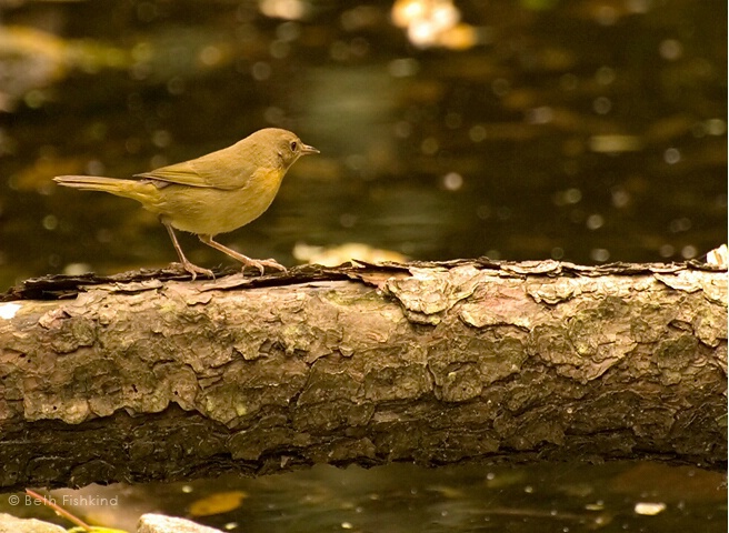 Warbler at the Pond