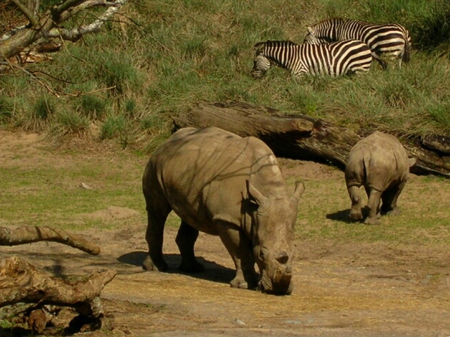 Rhinos and Zebras