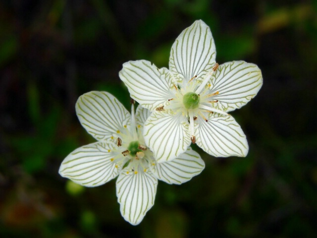 Grass of Parnassus