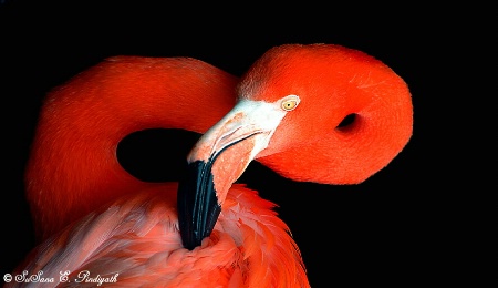 Flamingo Portrait