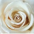 © Candice C. Calhoun PhotoID # 4539813: Buttercream Rose