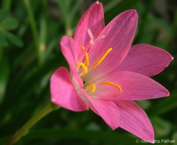 Thunder Lilly