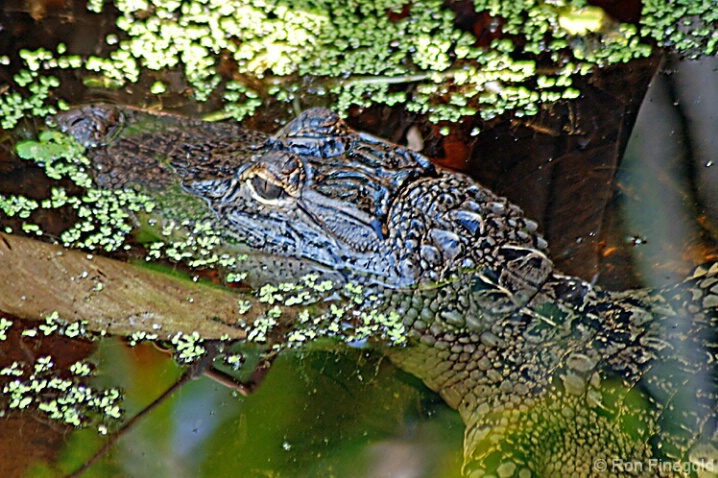 Juvenile Alligator               - ID: 4542045 © Ronald Finegold
