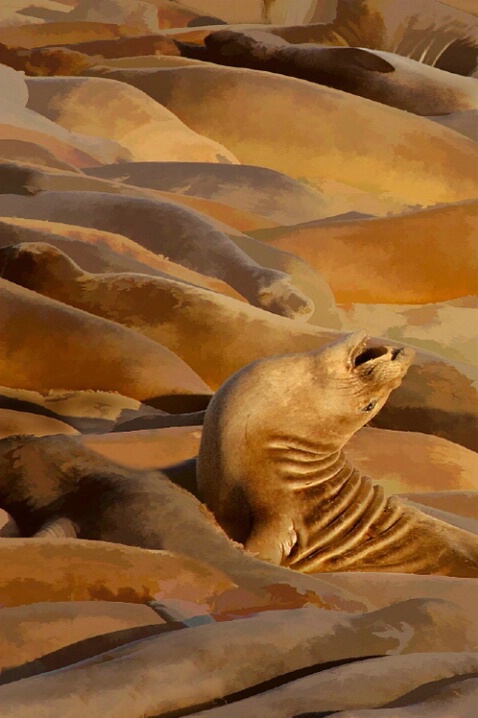 California Sea Lions