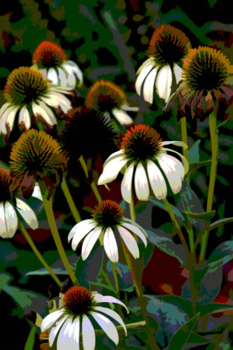 Flowers Posterized