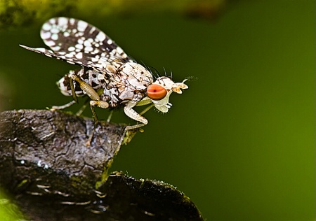 Harlequin fly