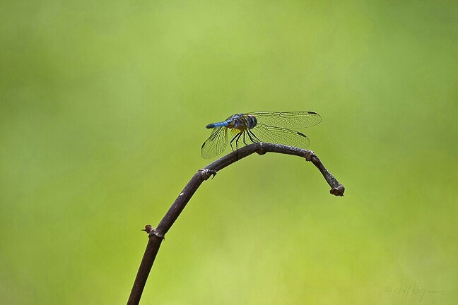 Blue Dasher Dragonfly - ID: 4546563 © Jeff Gwynne