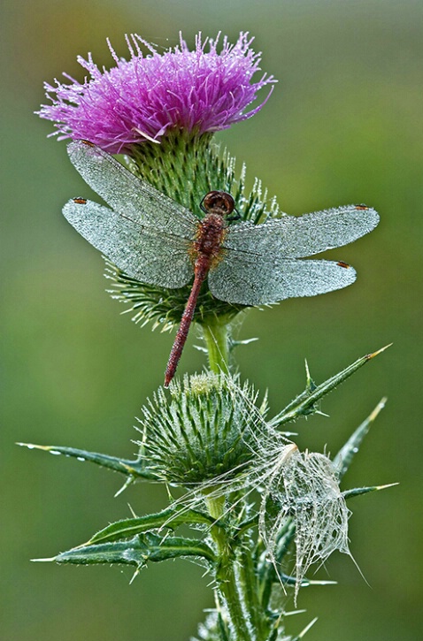 Dewy Red Dragonfly on Thistle