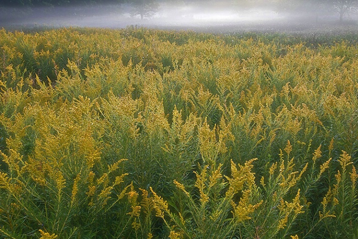 Goldenrod Meadow