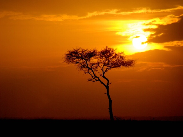 Serengeti Sunset