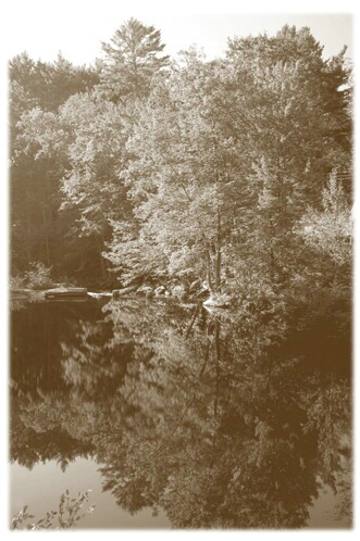 Sepia tree with reflection 