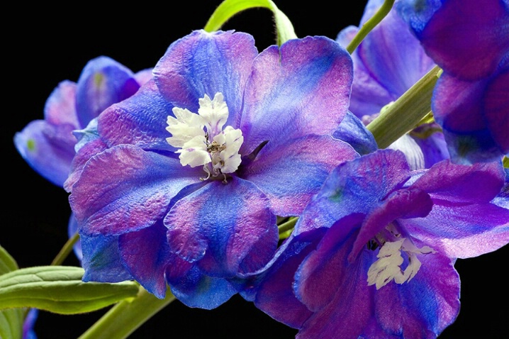 delfinium, blue, purple, flower, macro