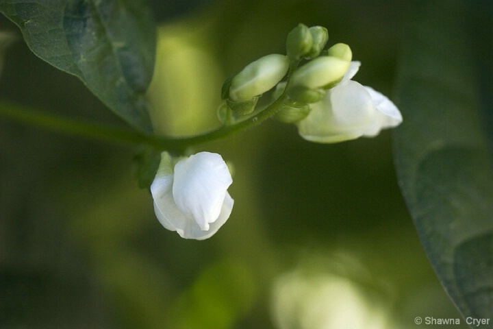 String Bean Flowers