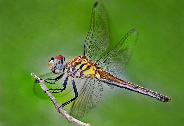 Red-Veined Darter