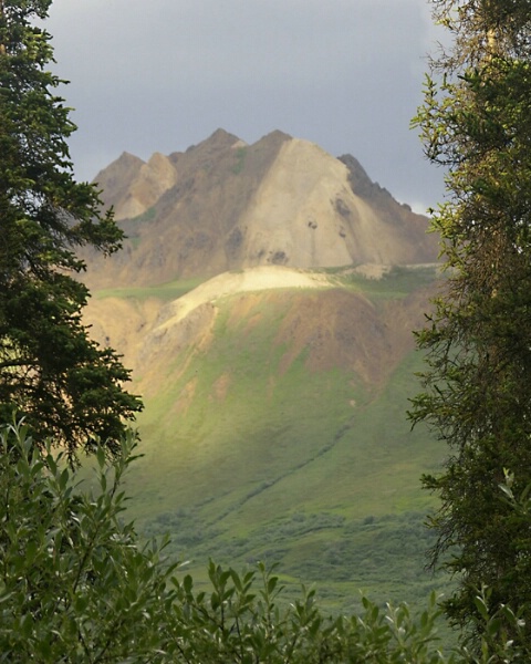 Denali View