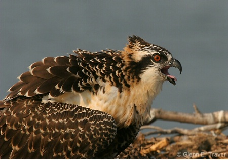 Juvenile Osprey in nest