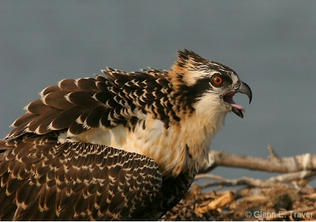 Juvenile Osprey in nest