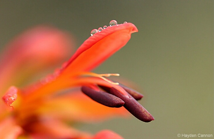 fiery red glow and the touch of water