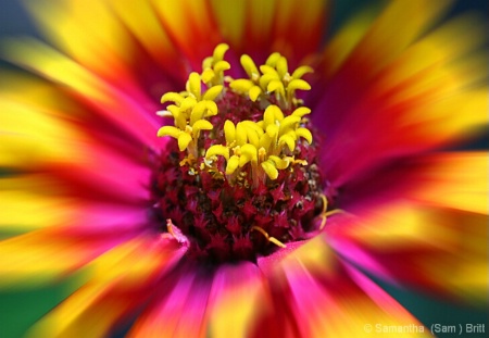 Zinnia Zoom