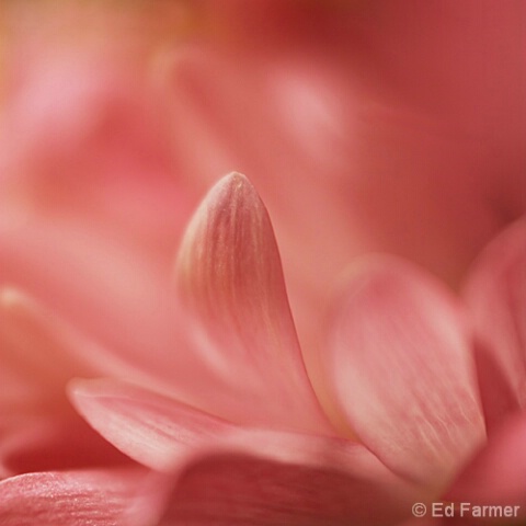 Pink Petals 