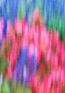 Abstract Flowers ...
